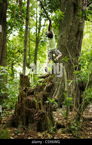 Junge klettert Baum Stockfoto