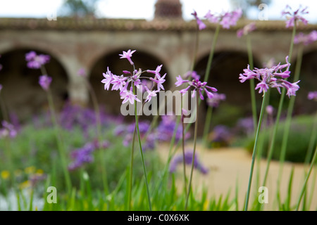 Blumen auf dem Gelände der Mission San Juan Capistrano Stockfoto