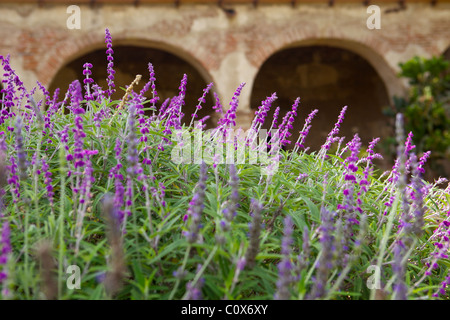 Mission Basilica Garten San Juan Capistrano Stockfoto