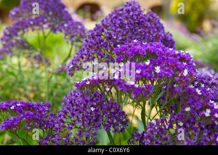 Garten-lila Blüten in Mission Basilica San Juan Capistrano Stockfoto