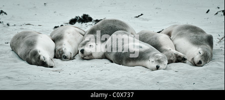 Gruppe von Australien Seelöwen schlafen am sandigen Strand von Seal Bay auf Kangaroo Island. Stockfoto