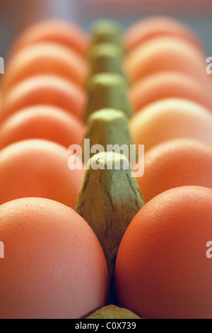 Bio Huhn Freilandeier in grüner Eierkarton. Stockfoto