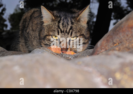 streunende Katze in nationale Gärten Athen gefüttert Stockfoto