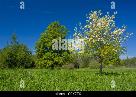 Apfelbaum mit Blumen auf Ble sky Stockfoto