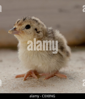 Tag alte Fasan Küken, die gerade aus dem Ei schlüpfen Stockfoto