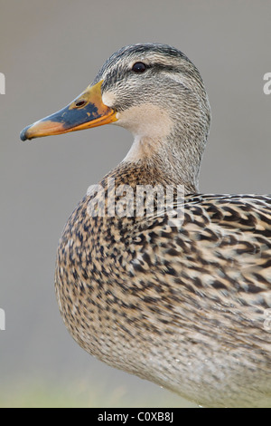 Ein hübscher Portrait einer weiblichen Stockente Stockfoto