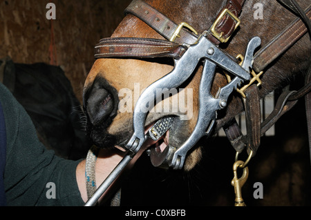 Pferd-Zahnarzt einfügen die Raspel-Klinge in das Maul des Pferdes bereit, Datei Zähne. Der Mund ist mit einem Spekulum offen gehalten. Stockfoto