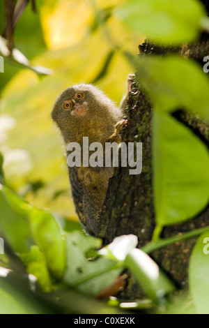 Zwergseidenäffchen - La Selva Jungle Lodge, Amazonas-Region, Ecuador Stockfoto