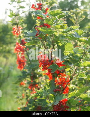 Rote Johannisbeeren Stockfoto
