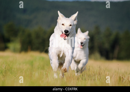 Zwei weiße Schweizer Schäferhund läuft freut sich auf der Wiese Stockfoto