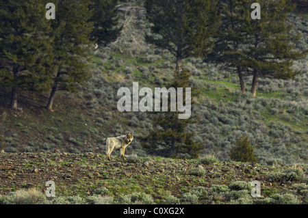 Ein grauer Wolf auf einem hohen Bergrücken im Yellowstone Stockfoto