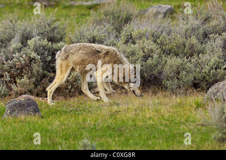 Grauer Wolf schnüffeln Stockfoto