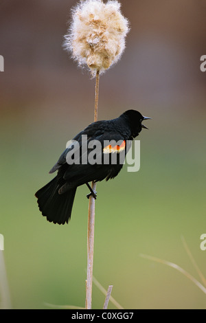 Rotschulterstärling singen Stockfoto