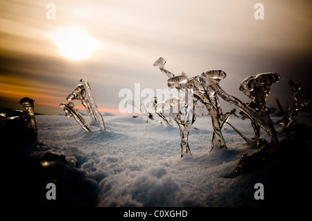 Winterlandschaft mit gefrorenen Pflanzen im Sonnenuntergang. Stockfoto