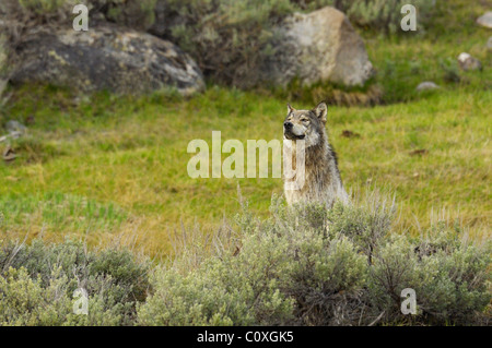Wolf suchen Stockfoto