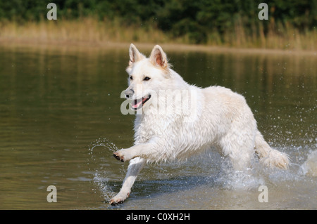 Weißer Schweizer Schäferhund läuft im Wasser oh Strand im Sommerurlaub Stockfoto