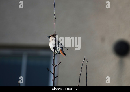 Seidenschwanz sitzt in einem Baum. Es war auch am nahe gelegenen Beeren Fütterung. Stockfoto