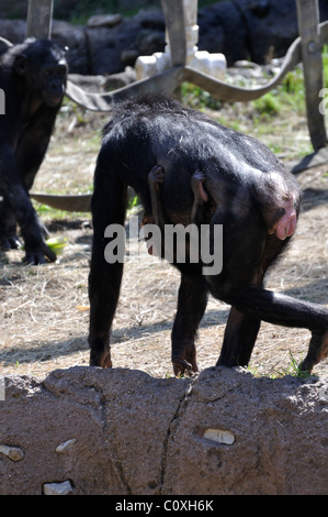 Schimpanse Stockfoto