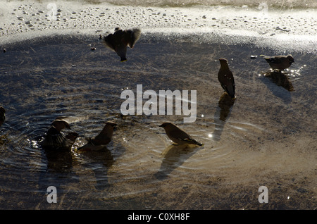 Seidenschwänze Baden in einer Pfütze auf dem Dach von einem Strom-Transformator-Gehäuse. Sie waren auch am nahe gelegenen Beeren füttern. Stockfoto