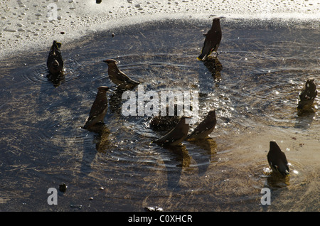 Seidenschwänze Baden in einer Pfütze auf dem Dach von einem Strom-Transformator-Gehäuse. Sie waren auch am nahe gelegenen Beeren füttern. Stockfoto