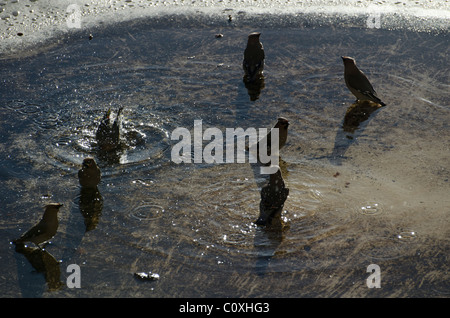 Seidenschwänze Baden in einer Pfütze auf dem Dach von einem Strom-Transformator-Gehäuse. Sie waren auch am nahe gelegenen Beeren füttern. Stockfoto