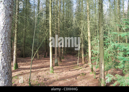 Black Park Harry Potter Wald Stockfoto