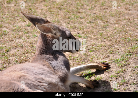 Rote Australian Kangaroo Stockfoto