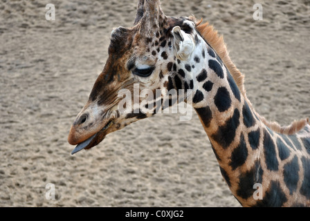 Rothschild-Giraffe mit seiner Zunge heraus Stockfoto