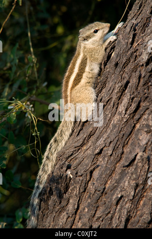 Fünf gestreift oder nördlichen Palm Eichhörnchen Funambulus Pennanti, Indien Stockfoto