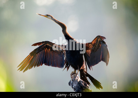 Indischen oder asiatischen Darter Anhinga Melanogaster Trocknung Flügel Indien Stockfoto