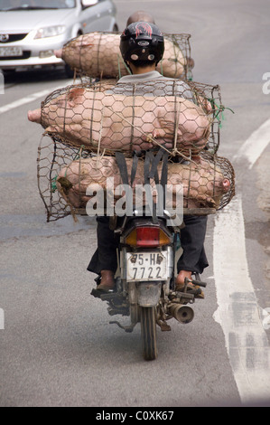 Asien, Vietnam, Da Nang. Am Straßenrand Ansichten von Da Nang. Schweine in Hähnchen Draht auf dem Weg zum Markt gewickelt. Stockfoto