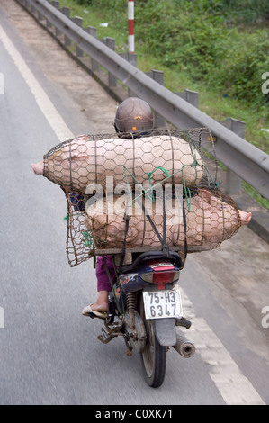 Asien, Vietnam, Da Nang. Am Straßenrand Ansichten von Da Nang. Schweine in Hähnchen Draht auf dem Weg zum Markt gewickelt. Stockfoto