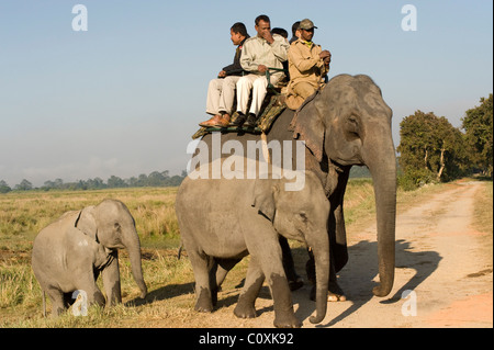 Mahout und asiatischen Elefanten tragen Touristen Elephas Maximus Indien Stockfoto