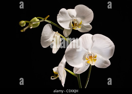 Weiße Orchidee Phalaenopsis Amabilis auf schwarzem Hintergrund Stockfoto