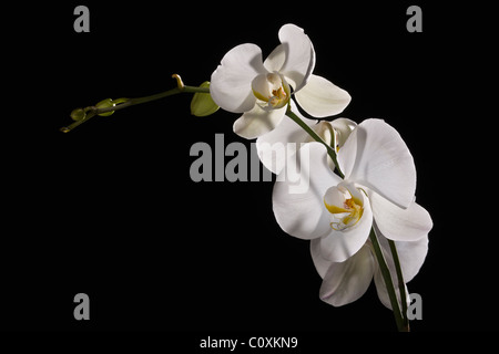 Weiße Orchidee Phalaenopsis Amabilis auf schwarzem Hintergrund Stockfoto