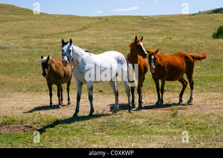 Pferde in einem Feld. Stockfoto