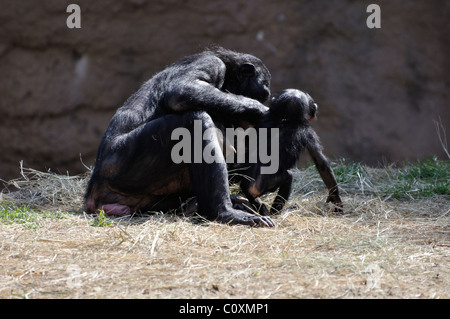 Schimpanse-Familie Stockfoto