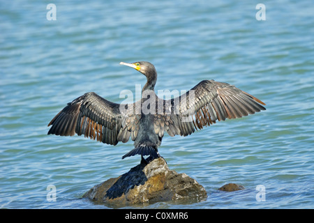 Großer Kormoran (Phalacrocorax Carbo) stehen auf Felsen mit ausgestreckten Flügeln Stockfoto