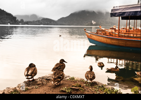 Enten am See mit Booten im Hintergrund. Bled, Slowenien. Stockfoto