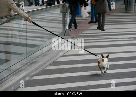 fauler Mensch zu Fuß Hund auf beweglichen Gehweg Rolltreppe in Stadt Stockfoto