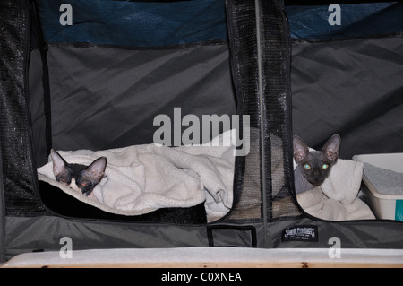 Sphynx Katzen in Käfig am Katzenausstellung Stockfoto