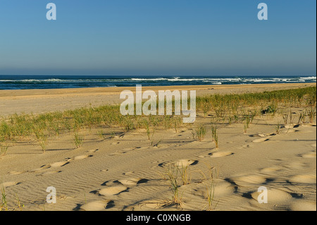 Europäische Strandhafer entlang einem Strand Atlantik, le Cap Ferret, Gironde, Südwest-Frankreich Stockfoto