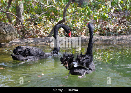 Schwarze Schwäne (Cygnus olor) Stockfoto