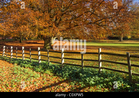 Buche (Fagus Sylvatica) Anzeige Herbstfärbung. Baysgarth Park, Barton-upon-Humber, North Lincolnshire, UK Stockfoto