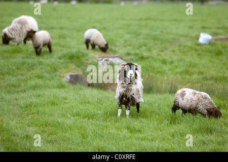 Schafe grasen im Sommer Wasser Wiese Salisbury England Stockfoto