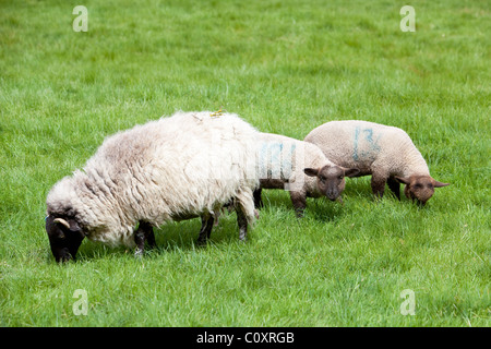Schafe grasen im Sommer Wasser Wiese Salisbury England Stockfoto