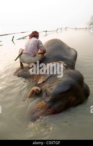 Elefant wird gebadet, in den Fluß Gandak vor wird zum Verkauf angeboten, die Sonepur Mela Sonepur, Bihar, Indien Stockfoto