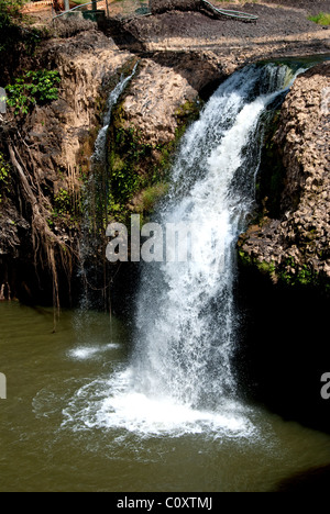 Paronella Park Vegetation in Queensland, Australien Stockfoto