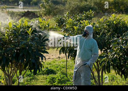 Obst Landwirt seine Loquat Bäume mit chemischen Insektiziden sprühen Stockfoto