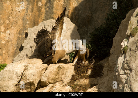 Gänsegeier im nest während der Versuche durch das Männchen zur Paarung mit den Weibchen kämpfen Stockfoto